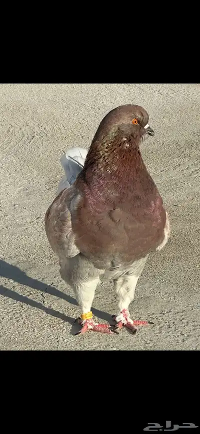 نجران حمام 0