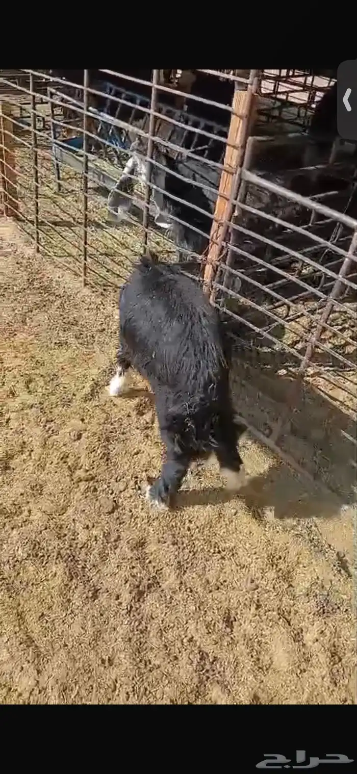للبيع خروف ورخل السود عمار اربع اشهر ونص ورخلتين بيض عمار 6 8