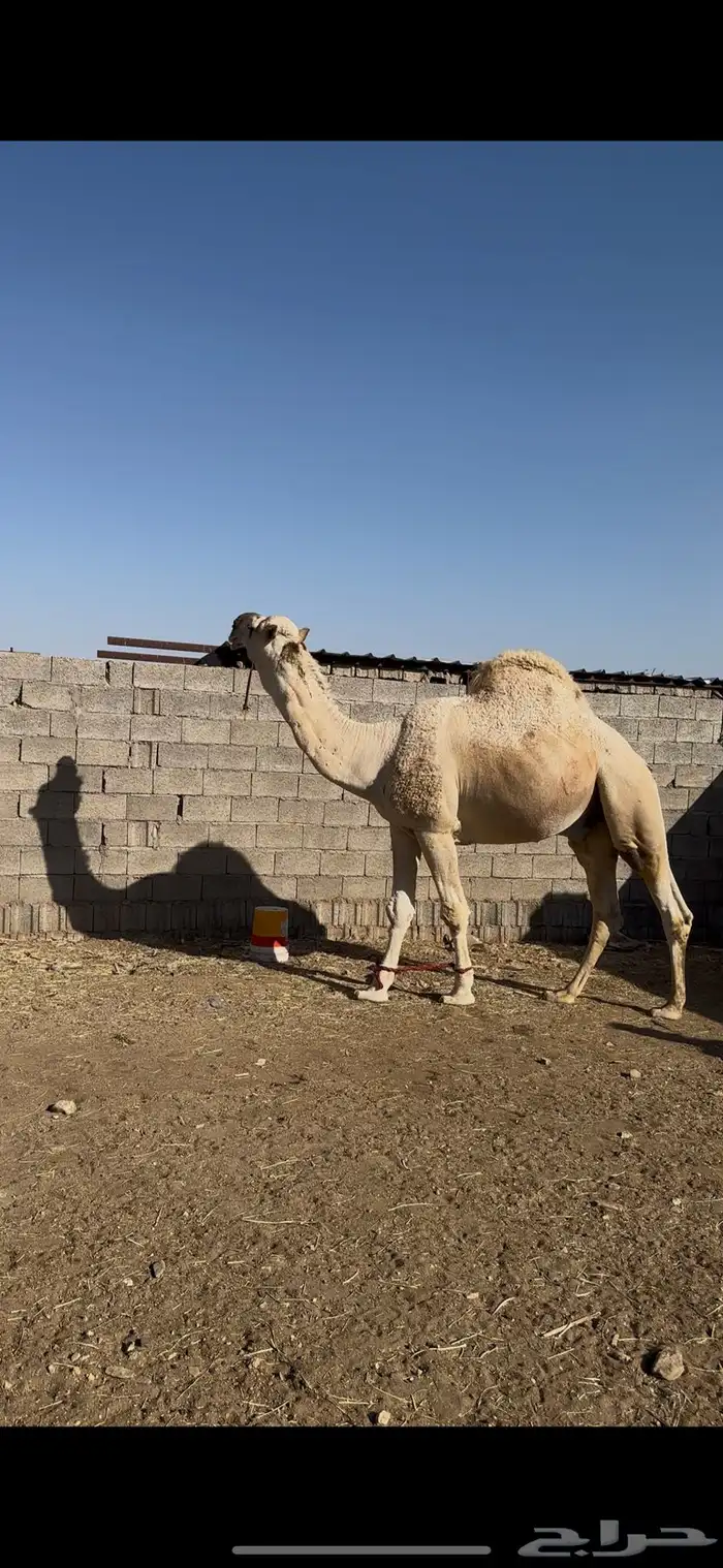 بعير للبيع 1