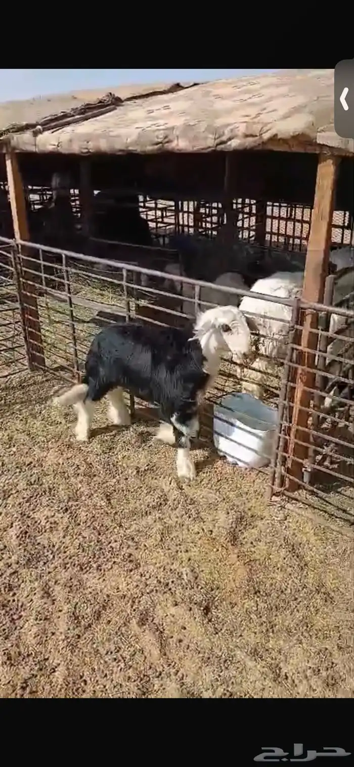 للبيع خروف ورخل السود عمار اربع اشهر ونص ورخلتين بيض عمار 6 2
