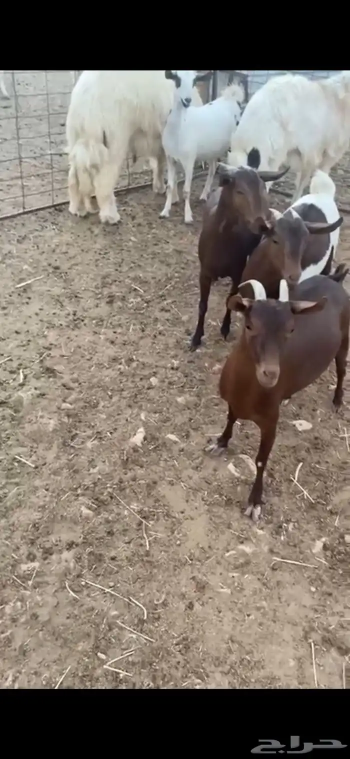 جفار جنوبيات 1