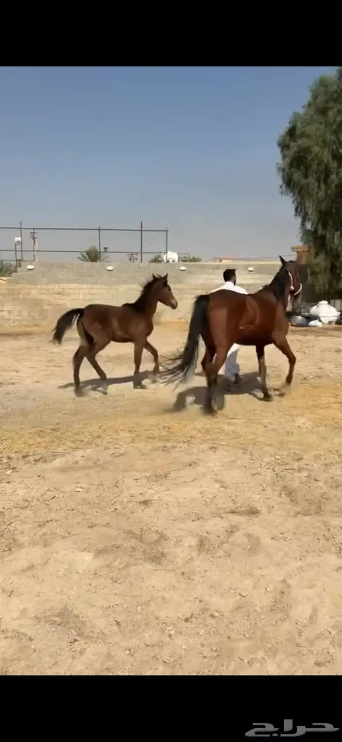 فرس شعبية مع مهرة 3
