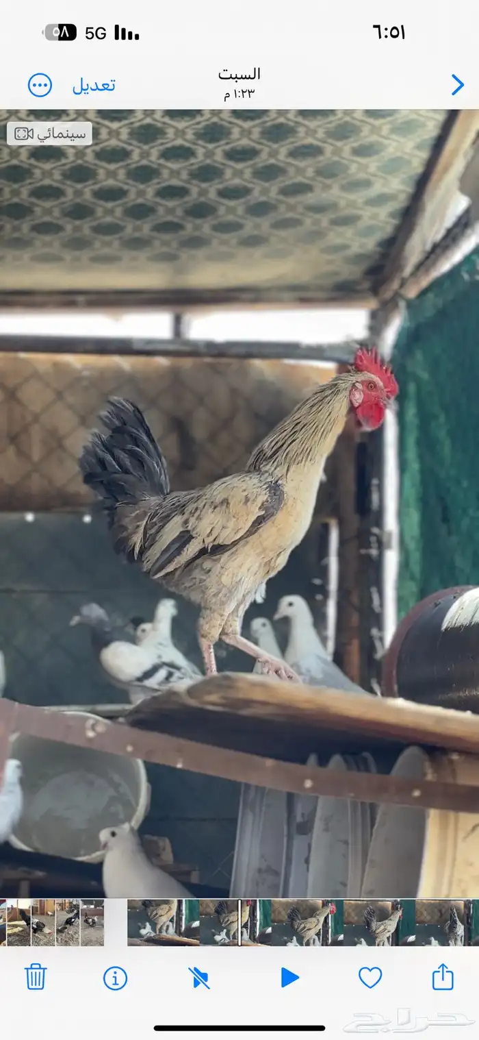 دجاج للبيع 3