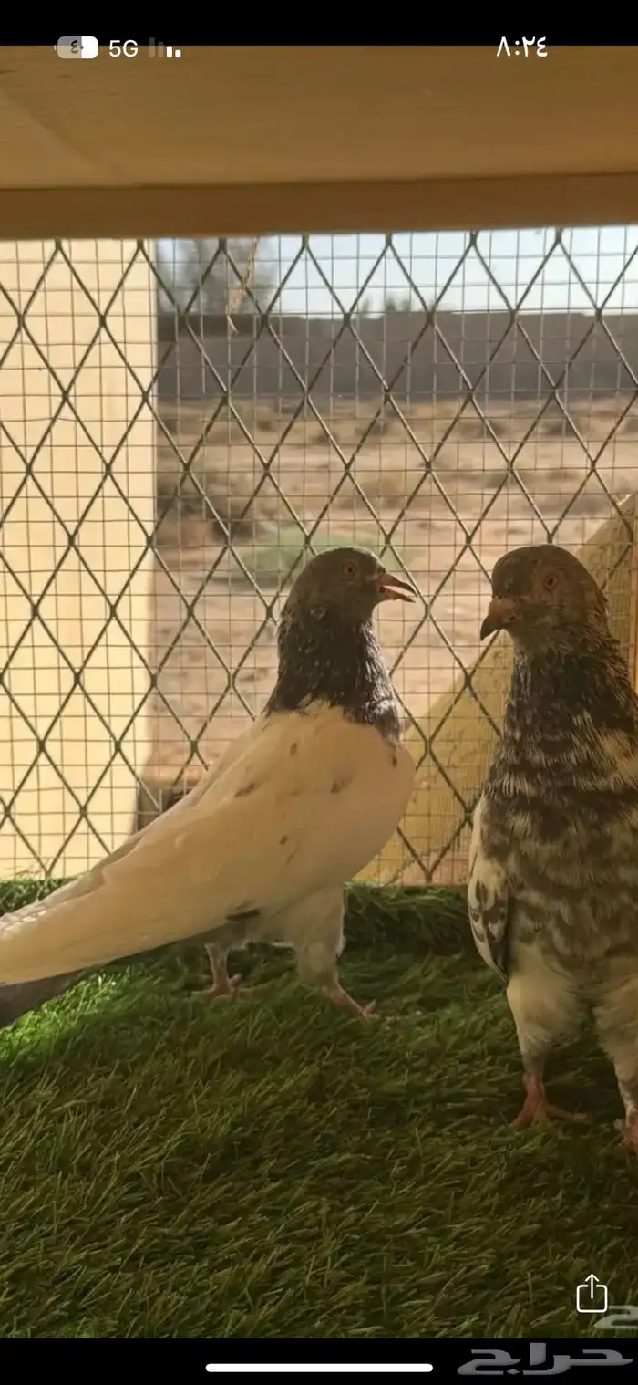 حمام باكستاني مستوى طيب 12