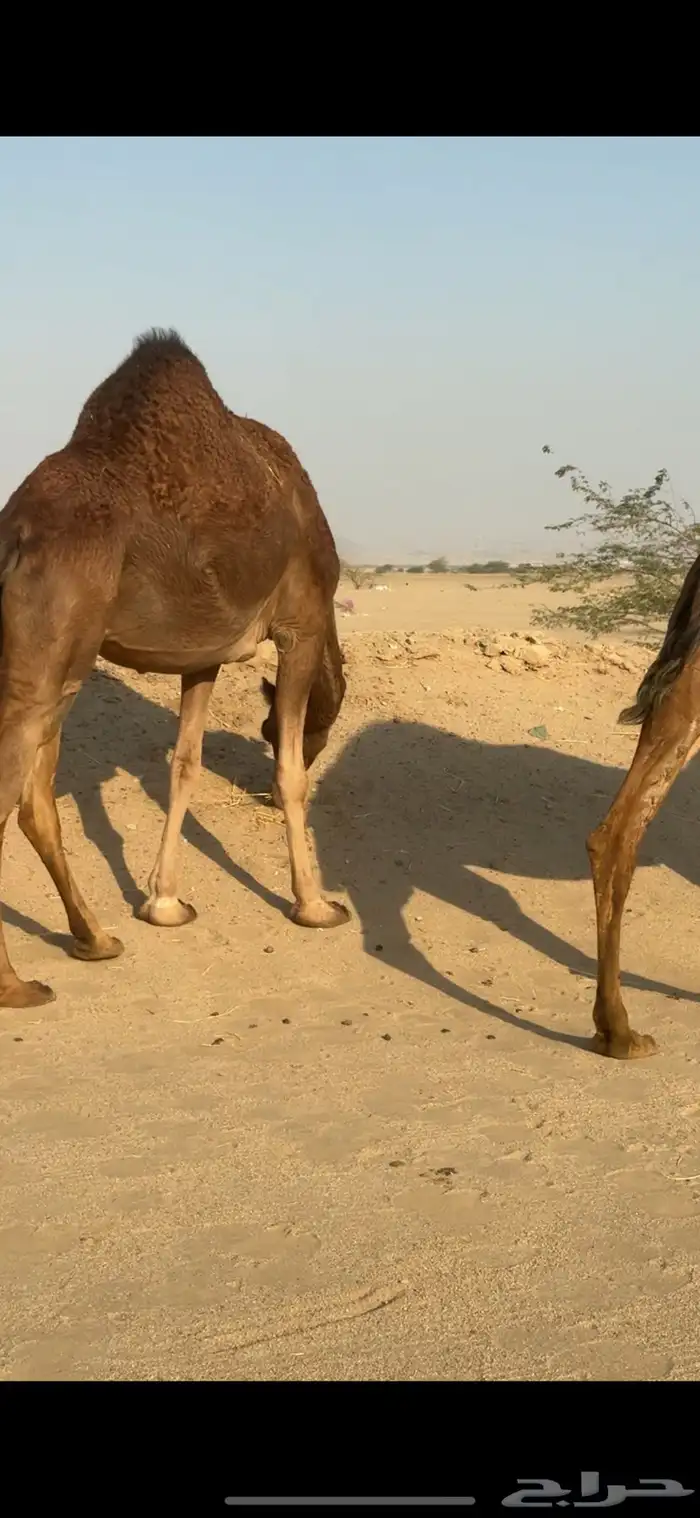 ابل للبيع العدد 20 متن 2