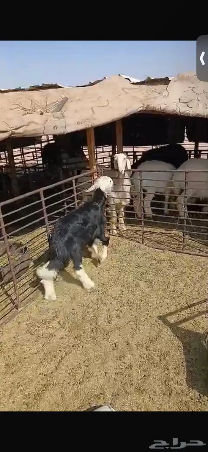 للبيع خروف ورخل السود عمار اربع اشهر ونص ورخلتين بيض عمار 6 6