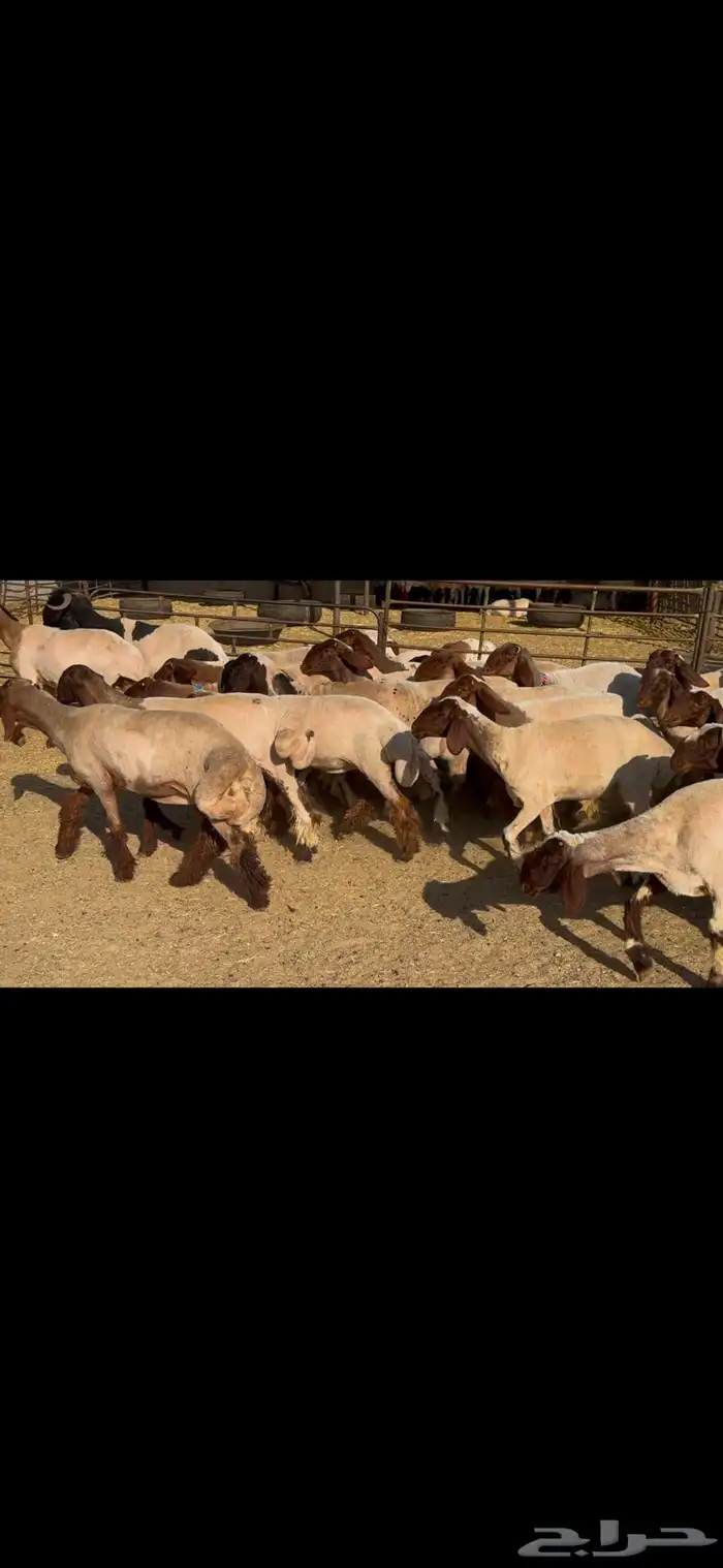 للبيع جذعات فاخره العدد 31 بالفحل 3