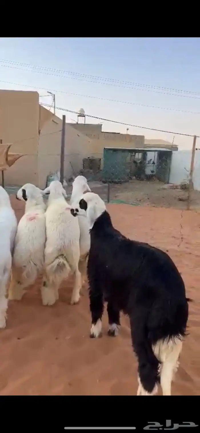 ذبايح طليان حرية 2