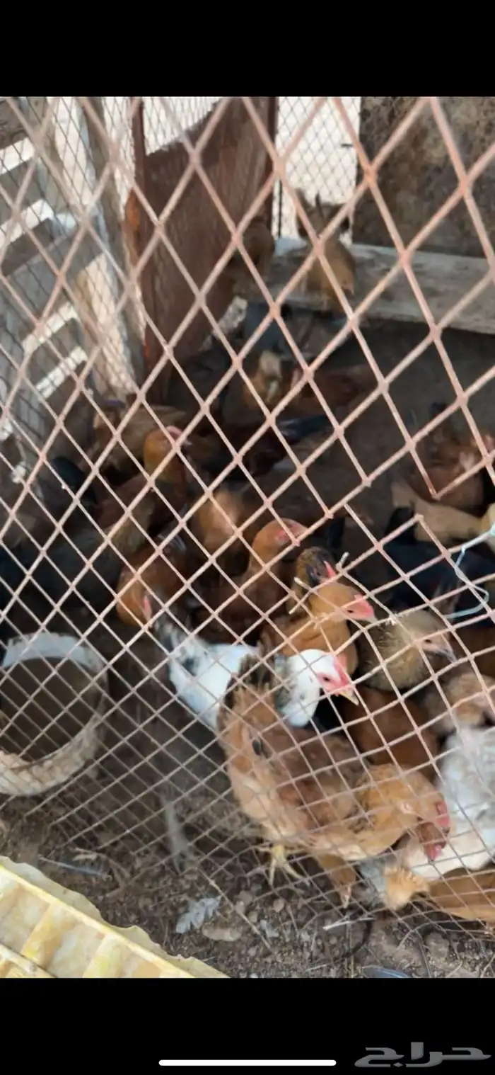 صيصان كبير وصغير للبيع 5