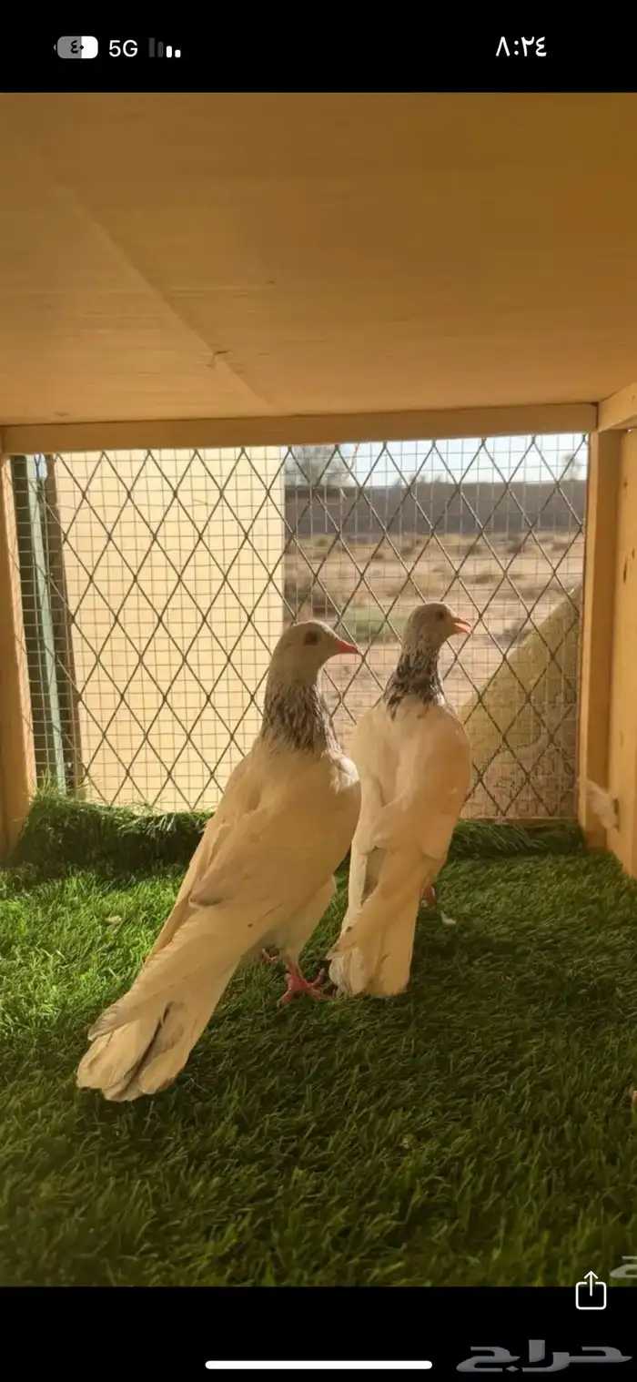 حمام باكستاني مستوى طيب 10