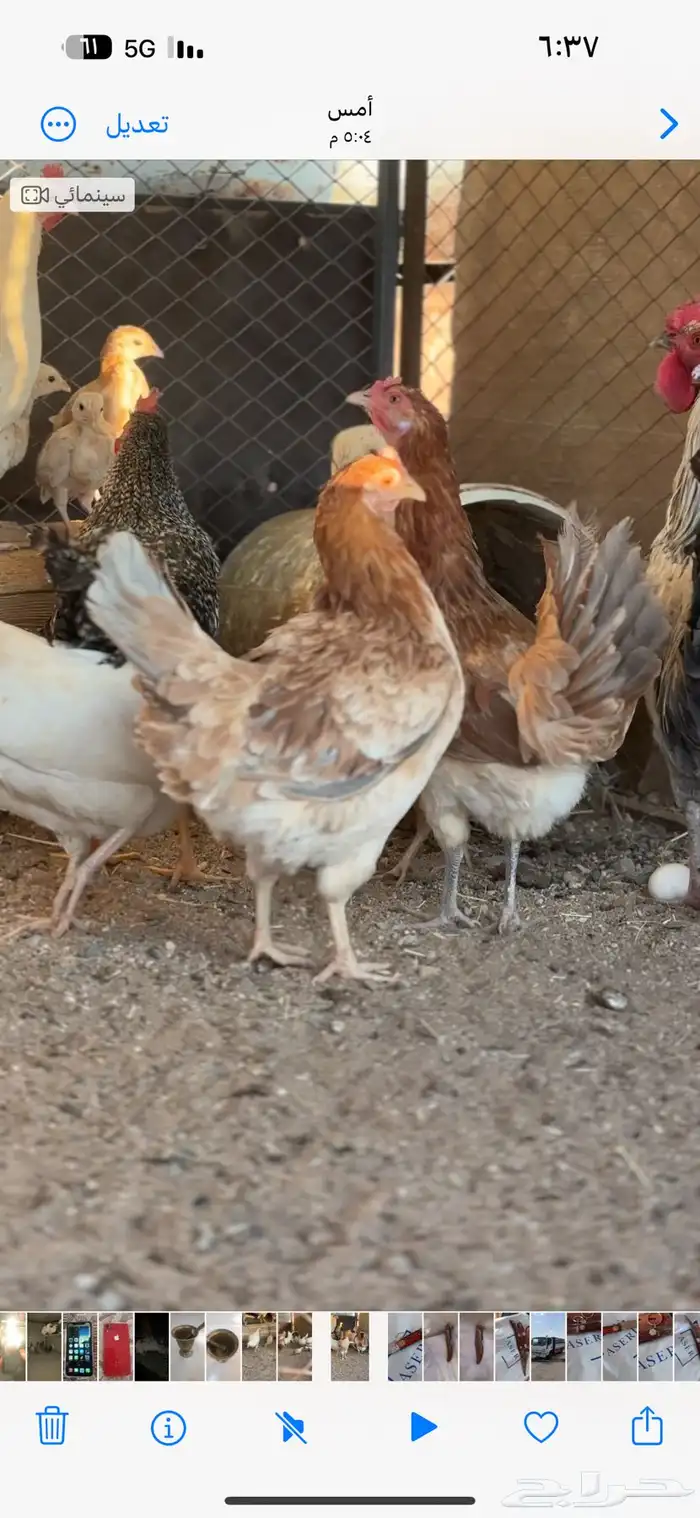 دجاج للبيع 1