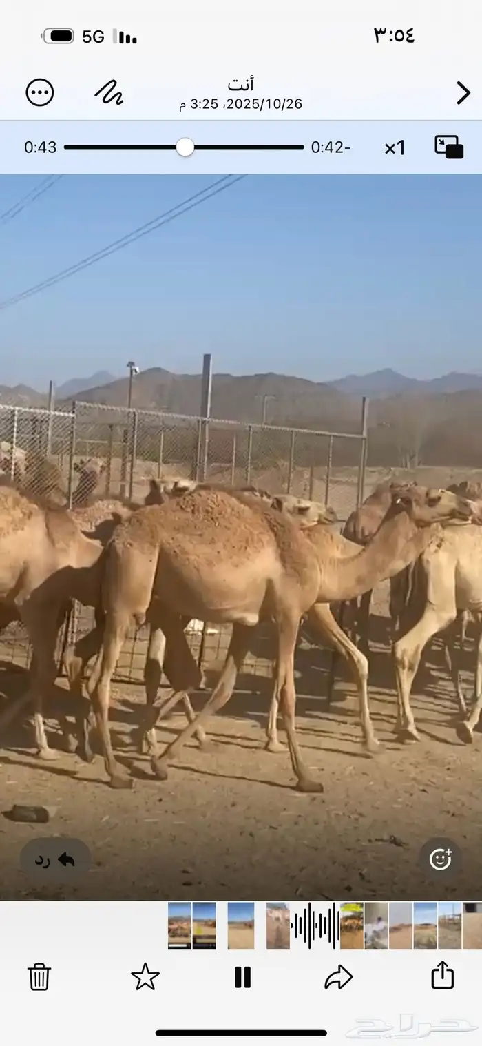 حشوان مستورد من الصومال له شهر تربيه 2