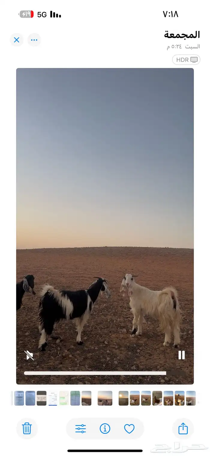 للبيع معزا مشاريك طيبه شبب وتيوس طيبه وجفار 14