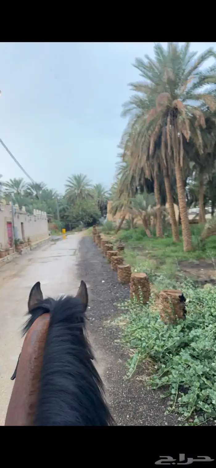 ايواء خيل 2