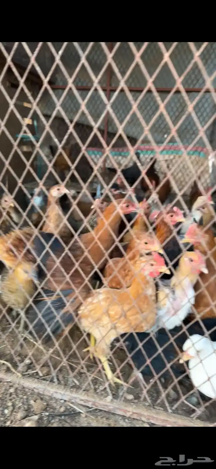 صيصان كبير وصغير للبيع 0