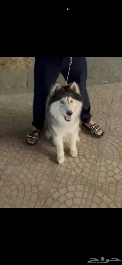 كلب هاسكي للبيع 0