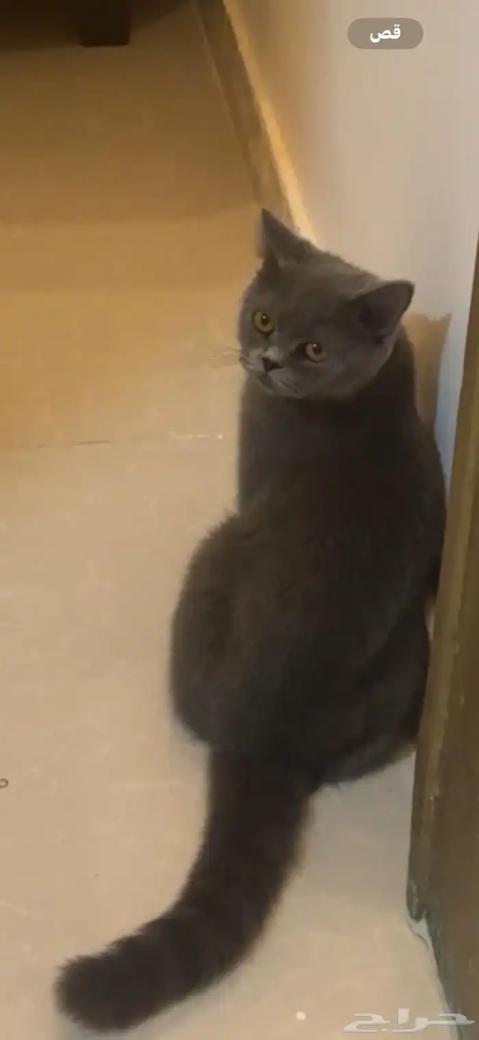 قطة سكوتش ستريت 4