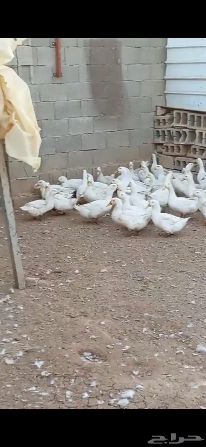 بط بكيني بياض 1