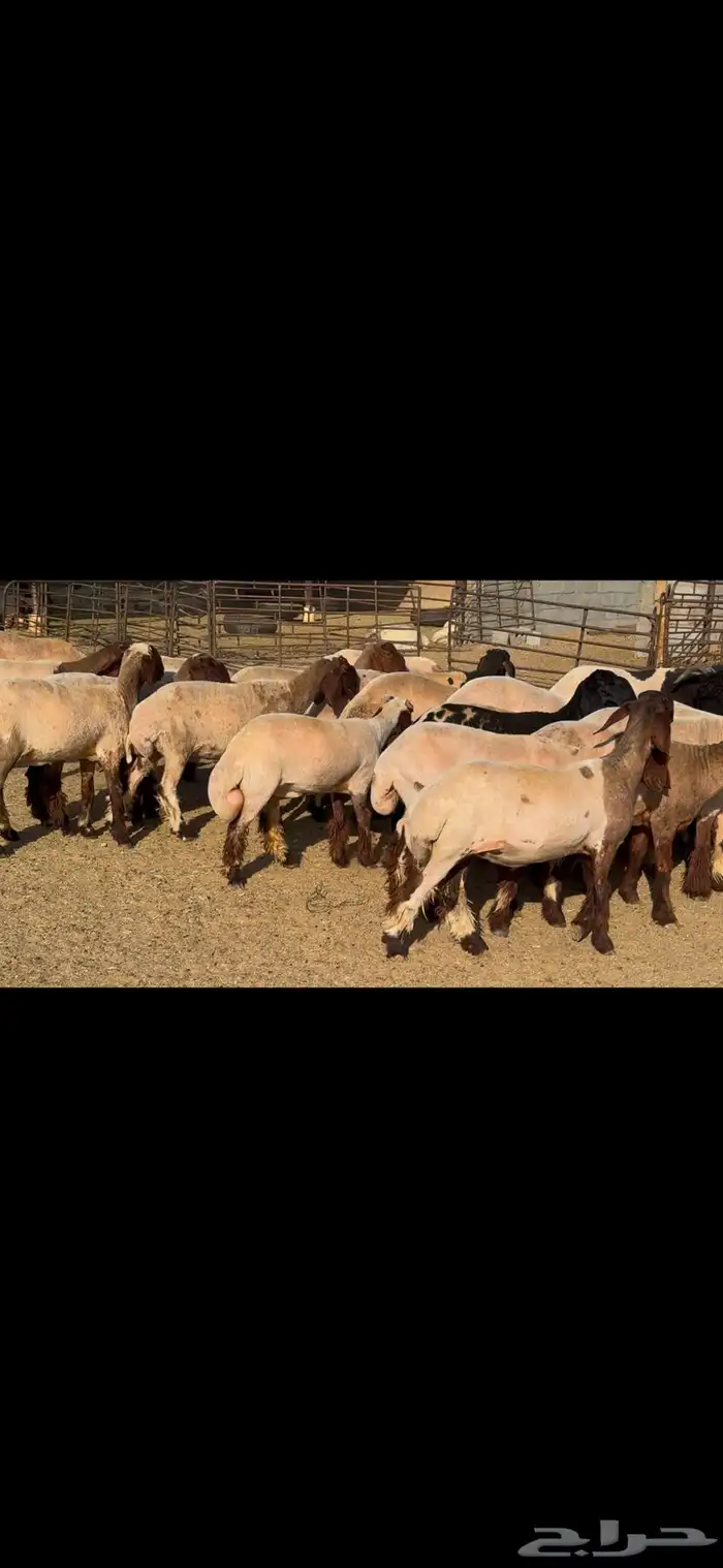 للبيع جذعات فاخره العدد 31 بالفحل 8