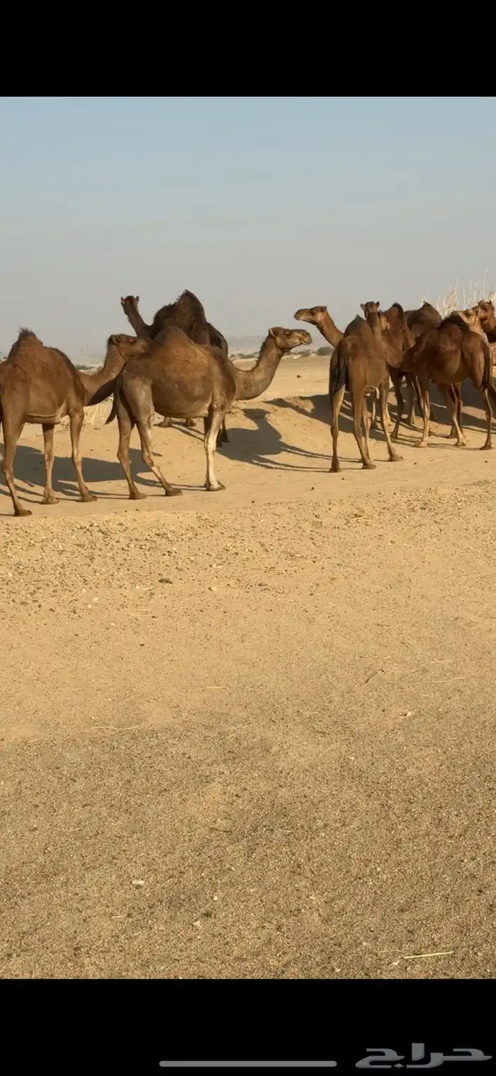 ابل للبيع العدد 20 متن 0