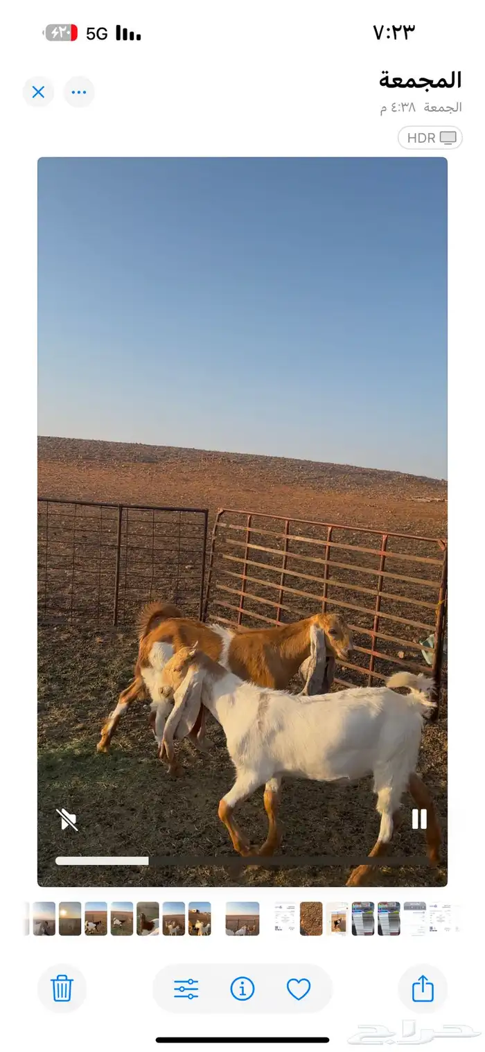 للبيع معزا مشاريك طيبه شبب وتيوس طيبه وجفار 10