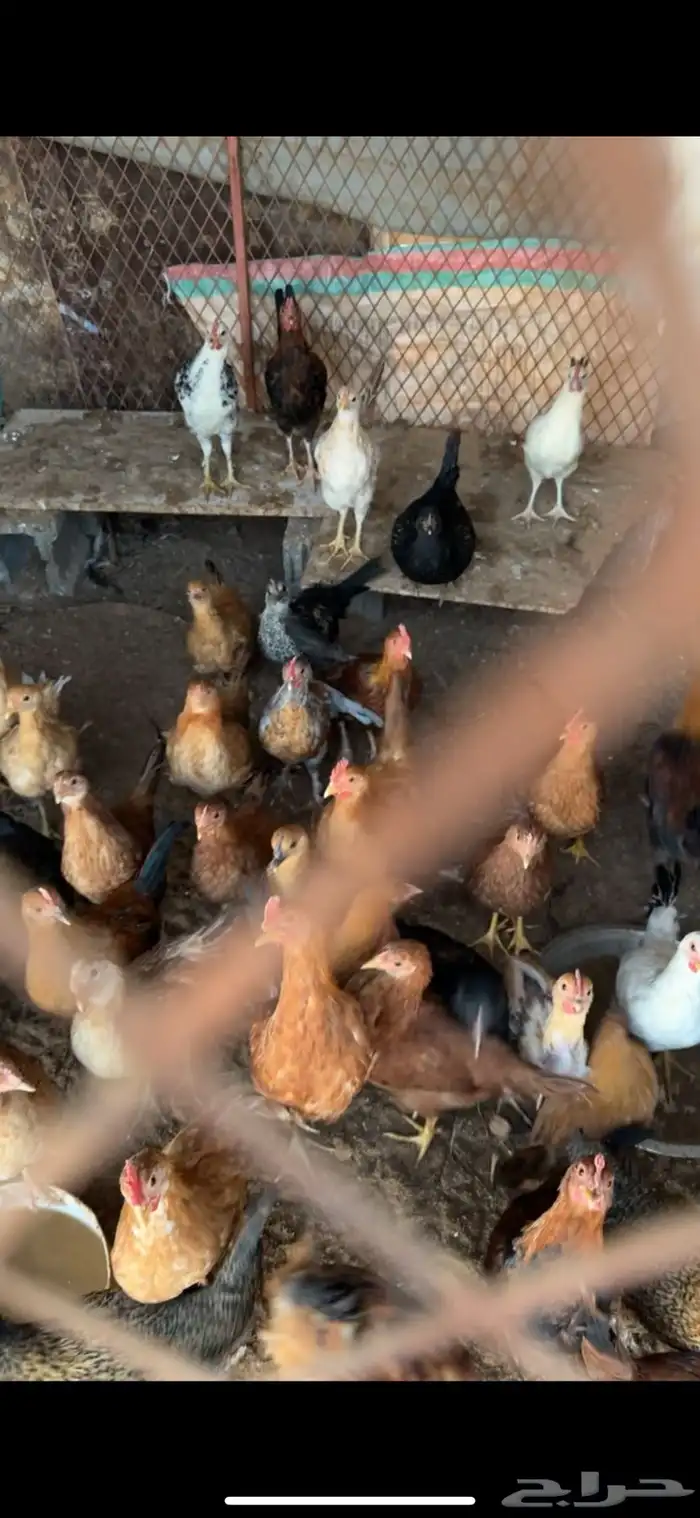 صيصان كبير وصغير للبيع 2