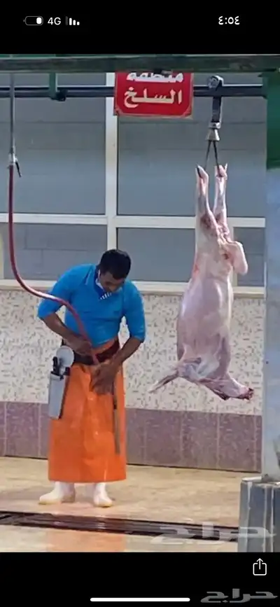 طلي حري طلي سواكني تيس حري صلخ وتوصيل index