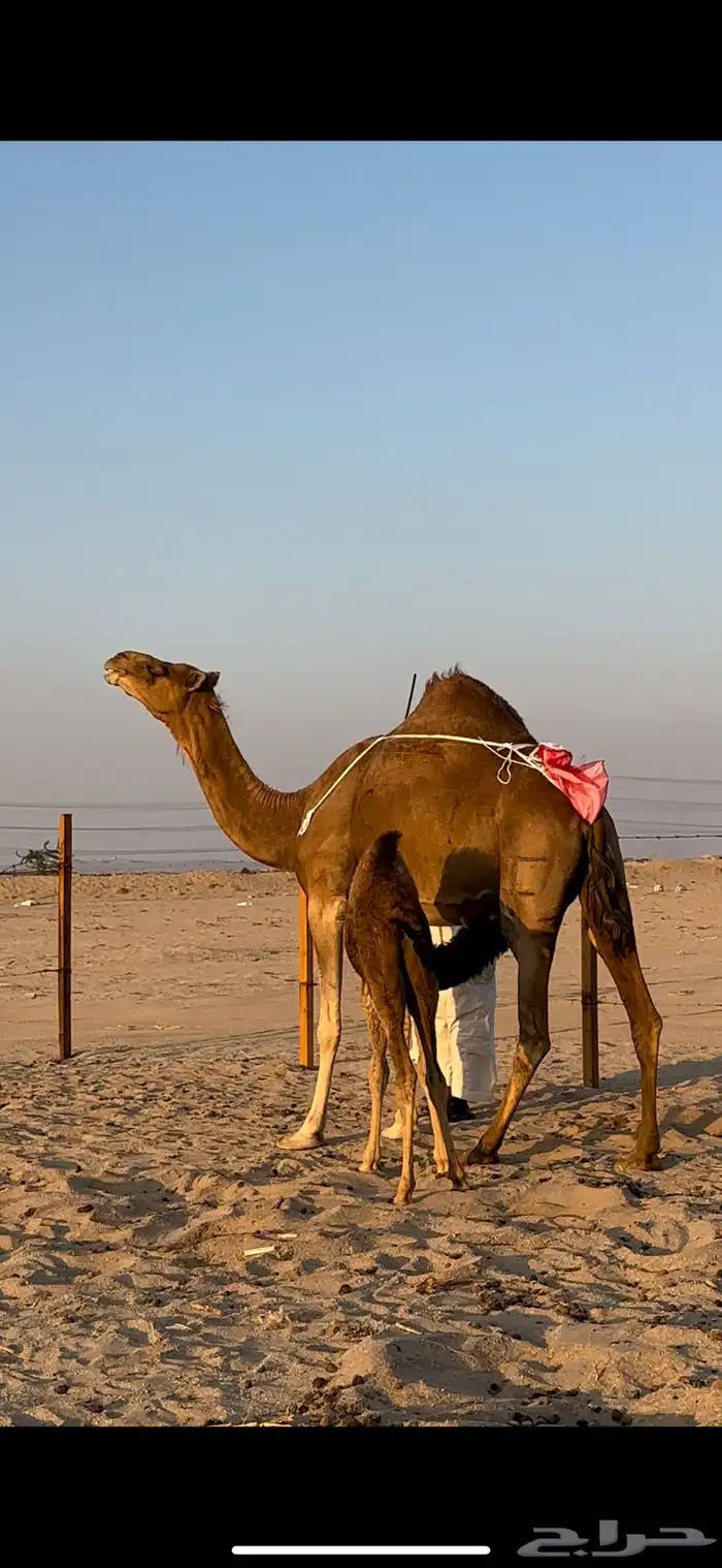 خلفه ساحليه منيحه تعبي طاستين 2