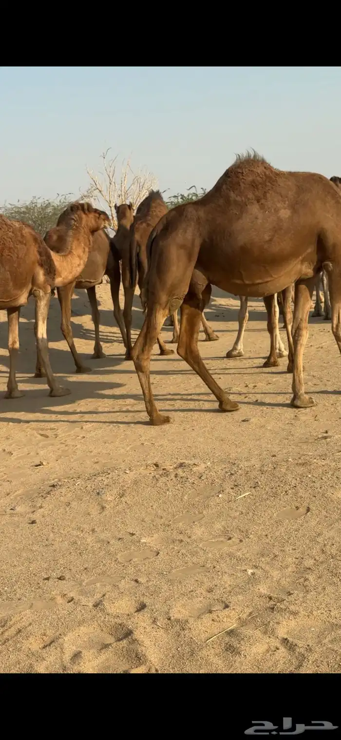 ابل للبيع العدد 20 متن 11
