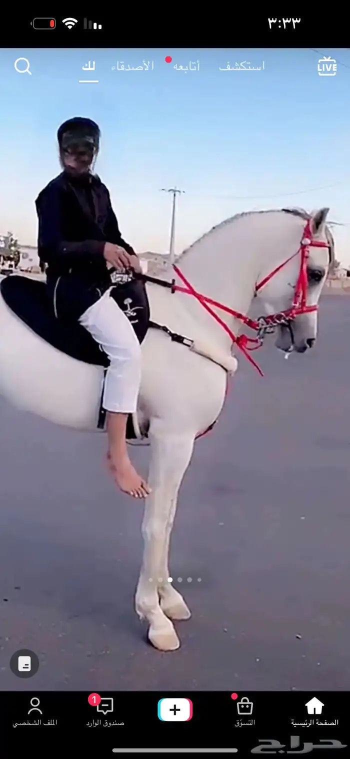 حصان ولد(عج دينار)للبيع 3