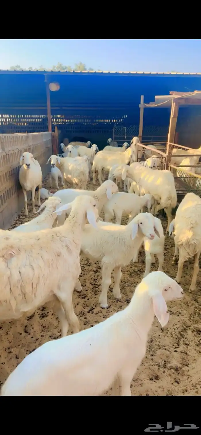 حرايات رغايث العدد 23 6