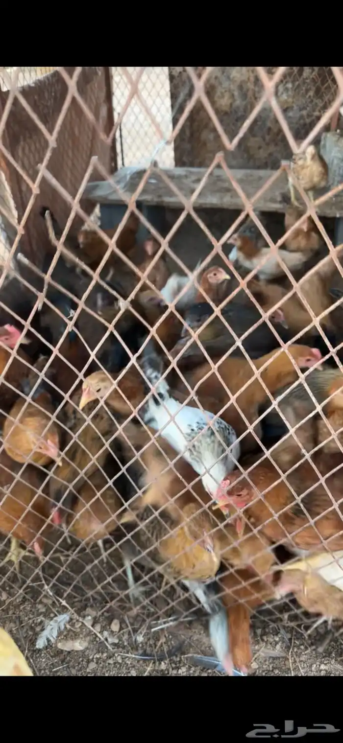 صيصان كبير وصغير للبيع 4