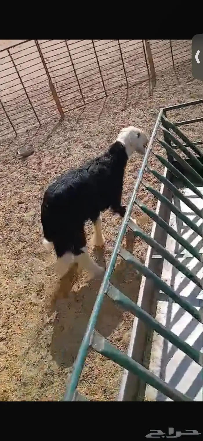للبيع خروف ورخل السود عمار اربع اشهر ونص ورخلتين بيض عمار 6 0