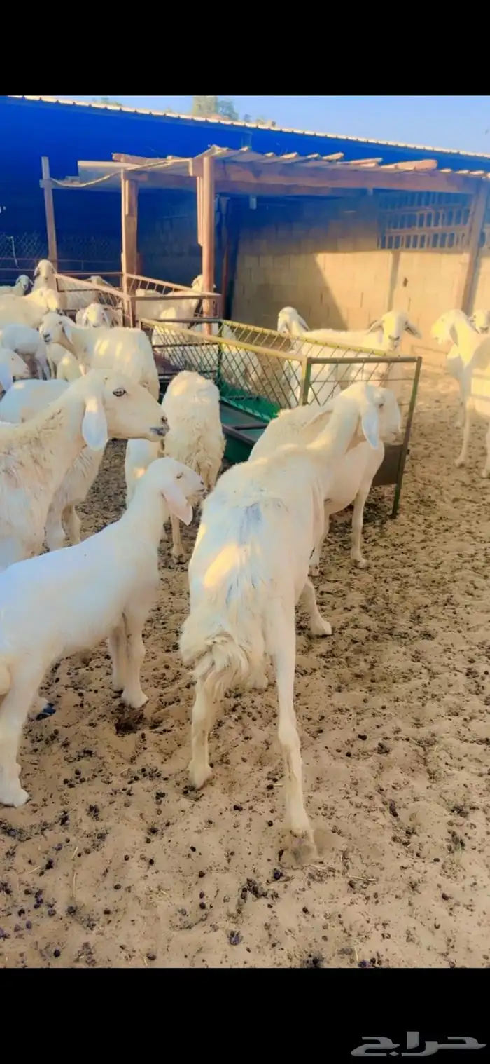 حرايات رغايث العدد 23 7