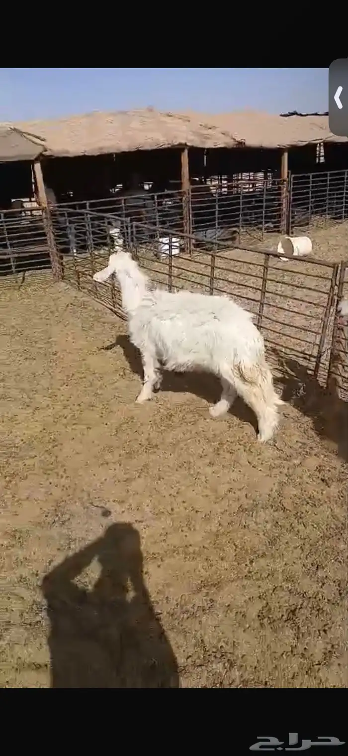 للبيع خروف ورخل السود عمار اربع اشهر ونص ورخلتين بيض عمار 6 19