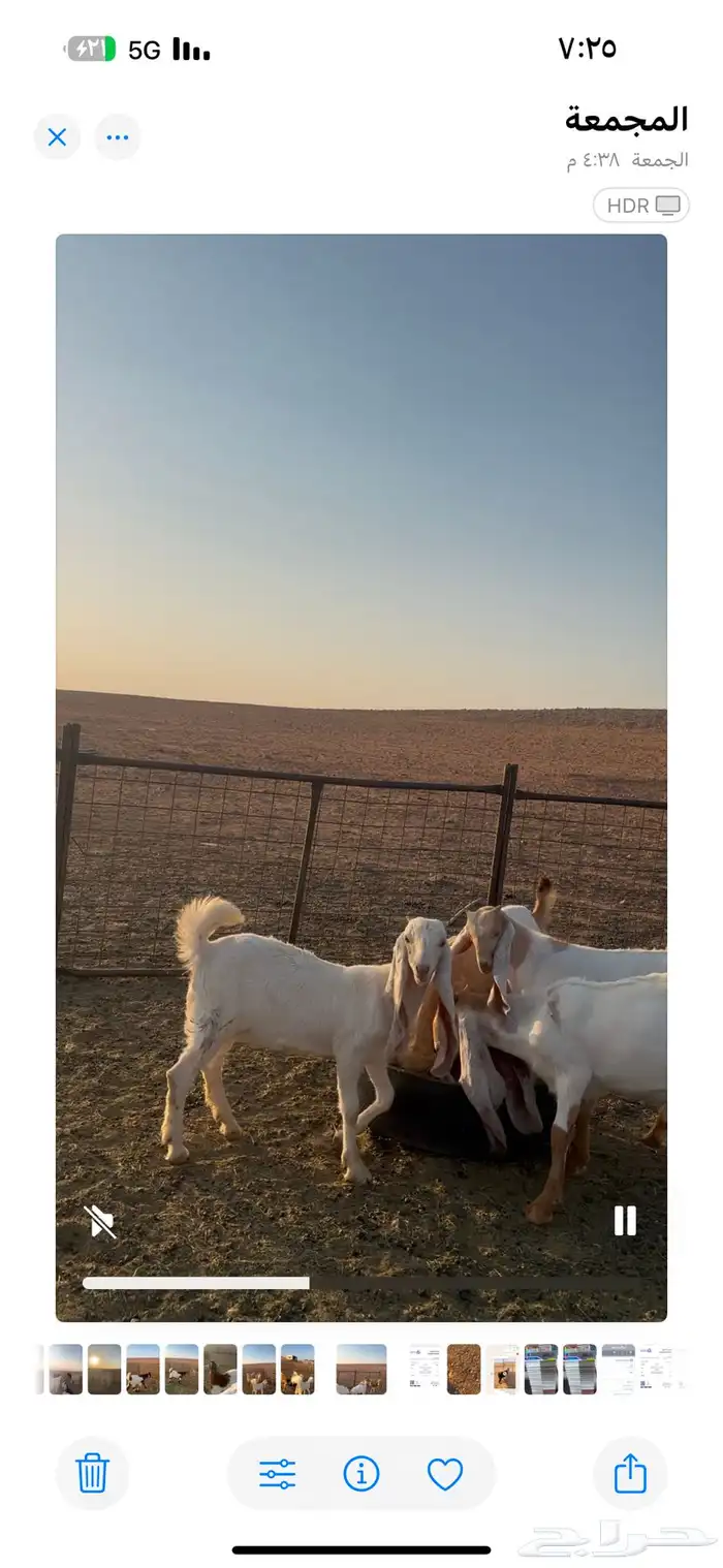 للبيع معزا مشاريك طيبه شبب وتيوس طيبه وجفار 3