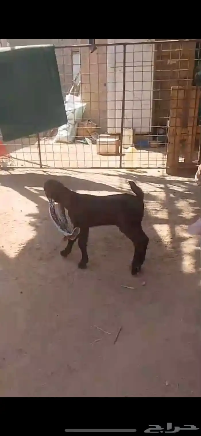 دواغير حجازية معرفة خصم امهات نوادر 0