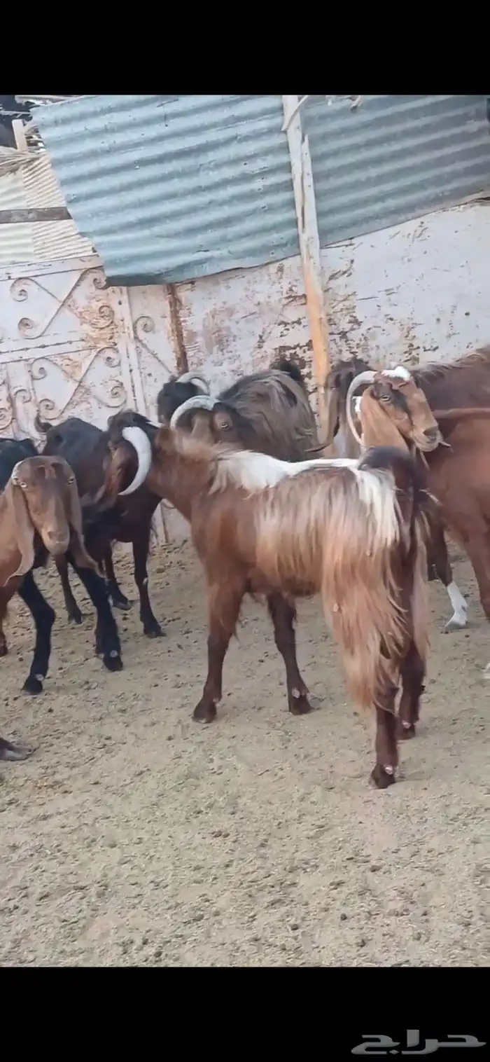 معزا مصريات مضاريع ودفيع 0