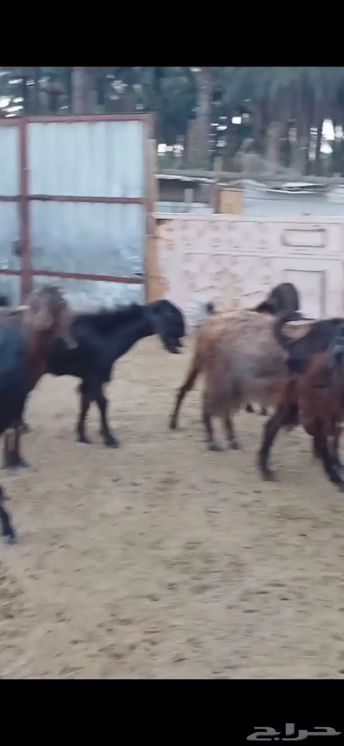 معزا مصريات مضاريع ودفيع 6