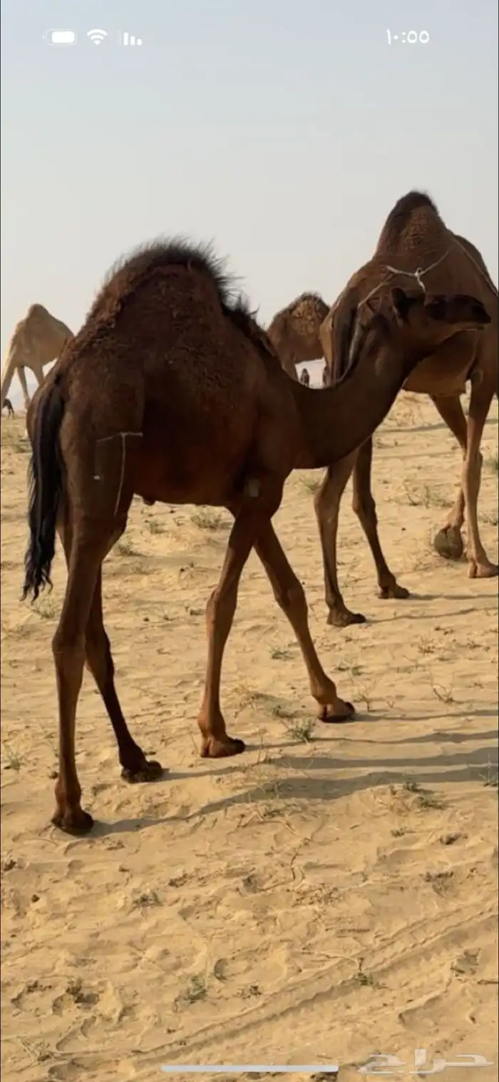 ابل قعدان 0