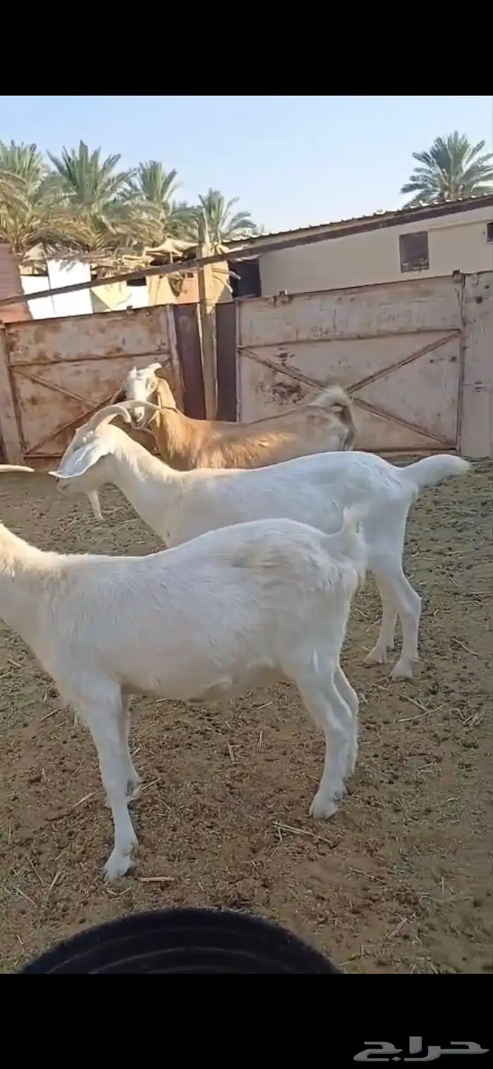 معزا هجين السانيين 1