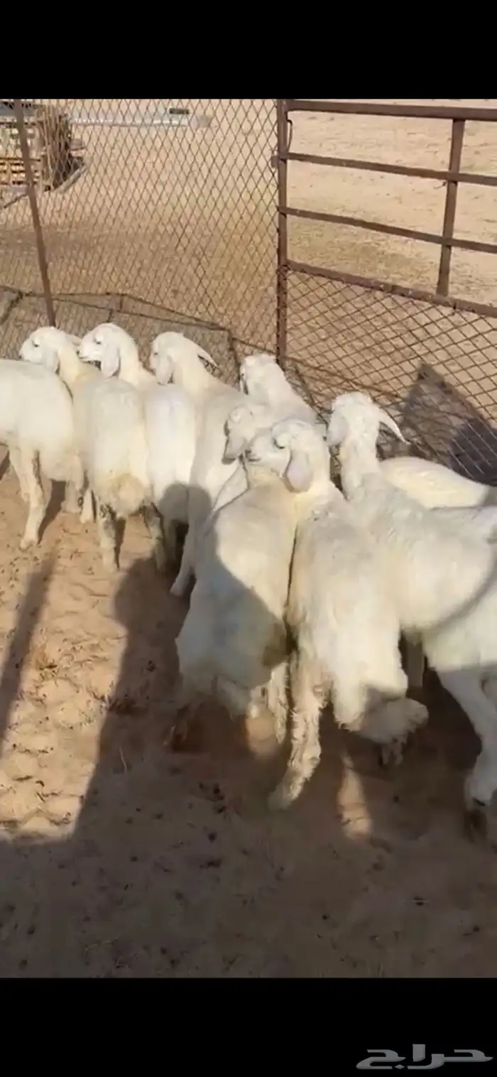 بهم كفو بري 0