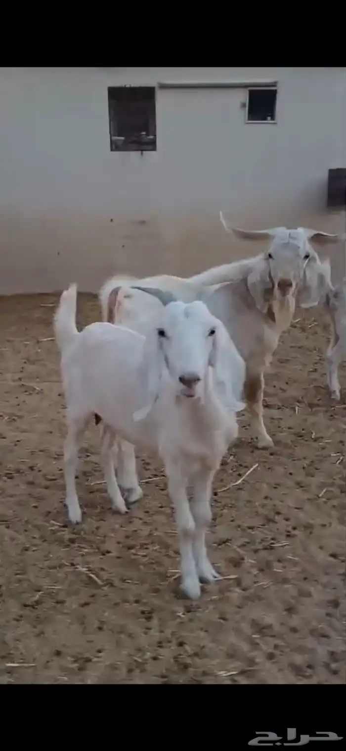 معزا هجين السانيين 5