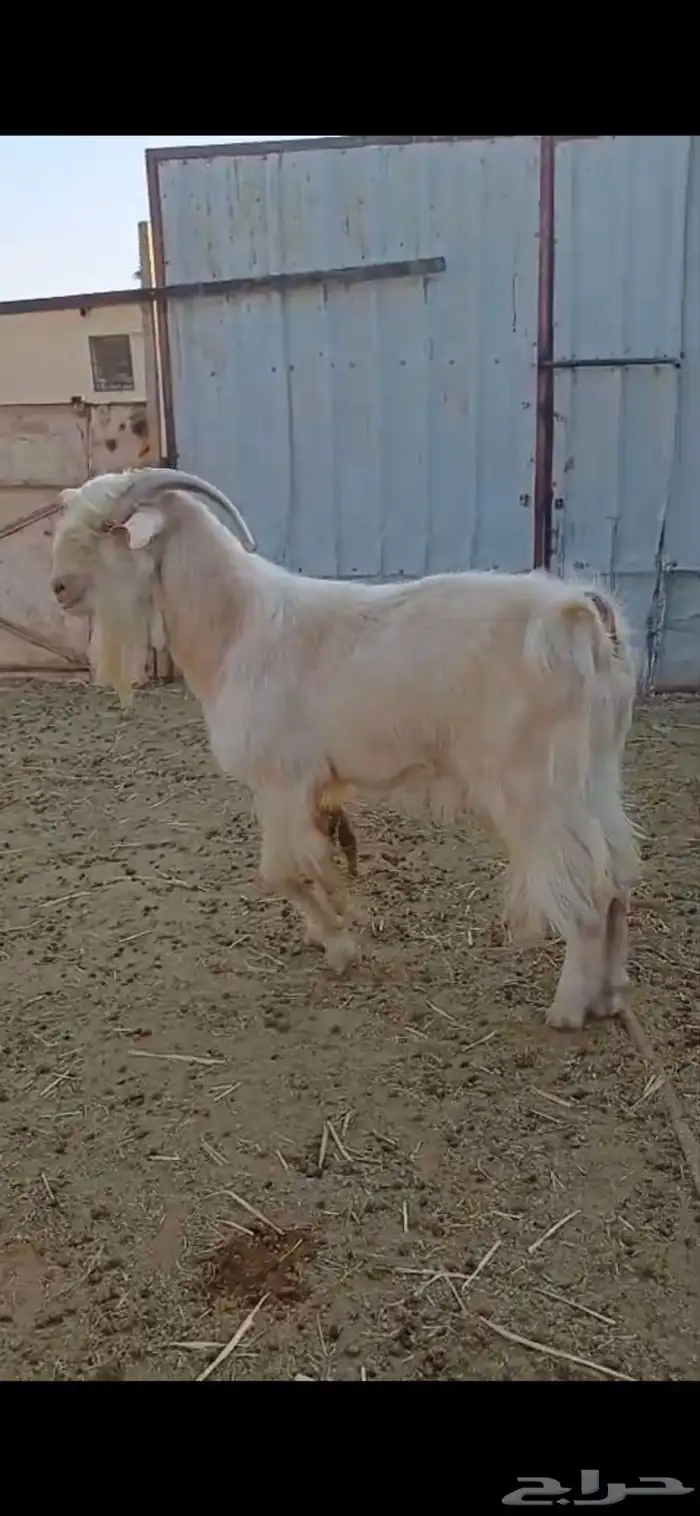 معزا هجين السانيين 4