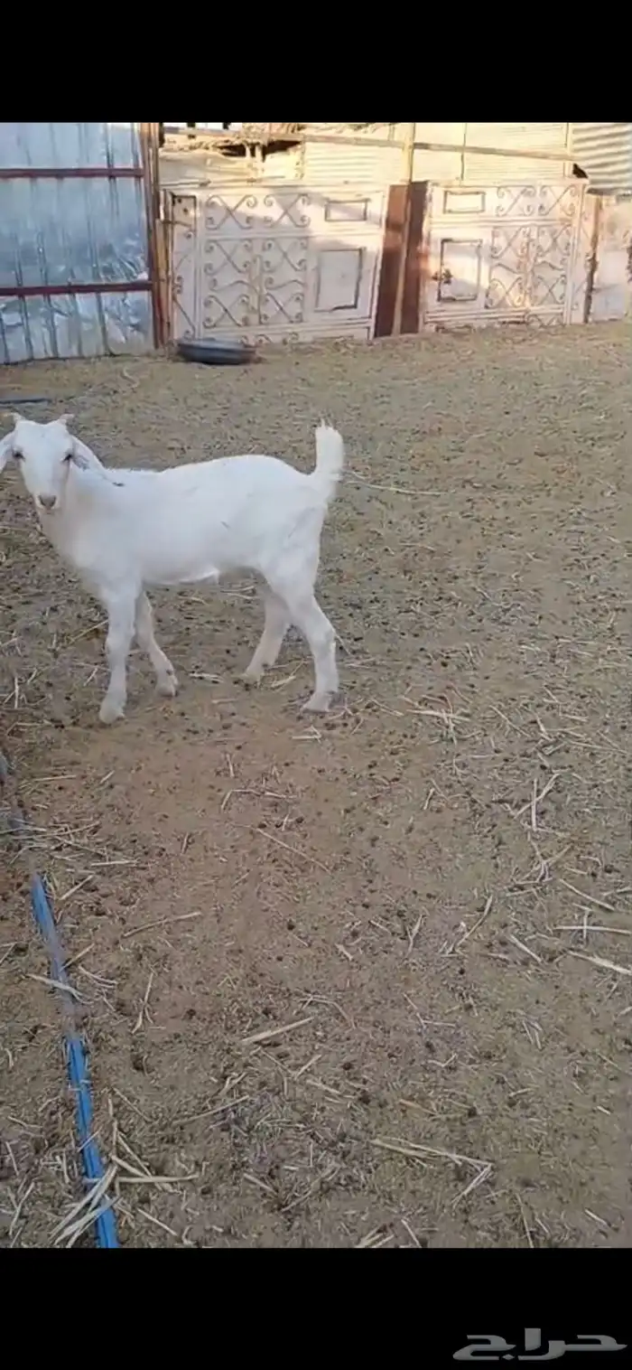 معزا هجين السانيين 6