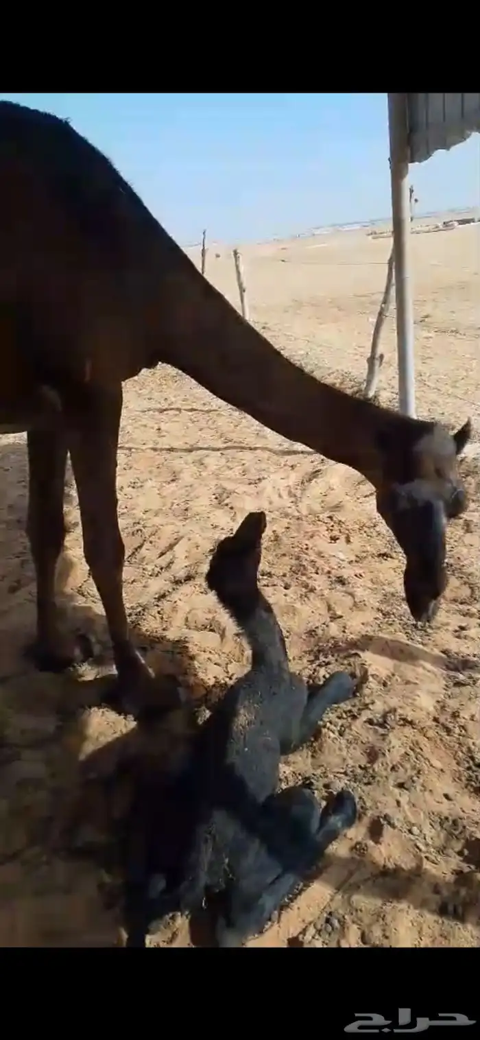 ناقة ام رابع منتج للبيع ميت حوارها قبل اربع شهور 2