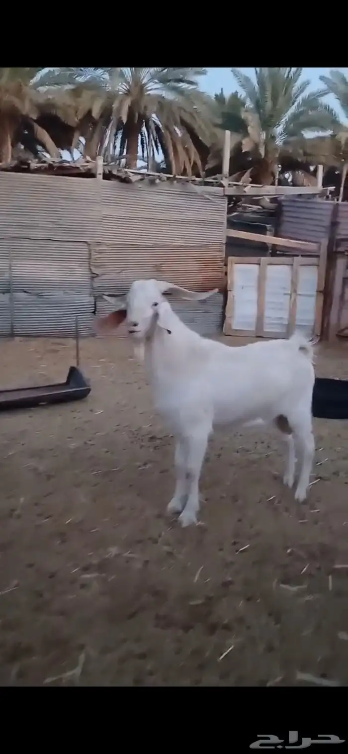 معزا هجين السانيين 0