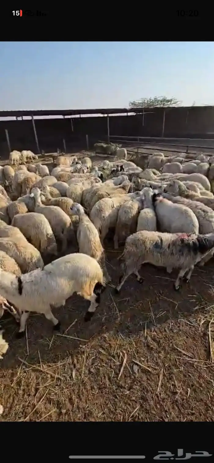 طليان يمنيه شبيه الحري 1