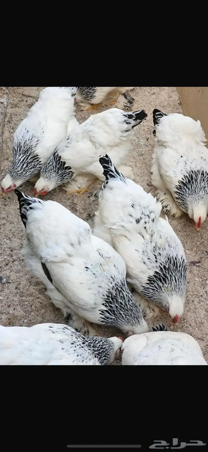 عرض فاخر طقم كولمبي كونك منتج 0