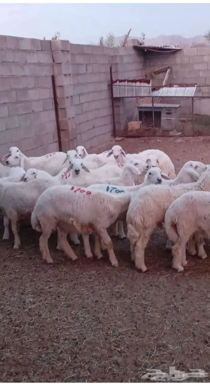 ذبائح حنيذ مندي عربي سليق كوزي مديني كابلي بخاري 18